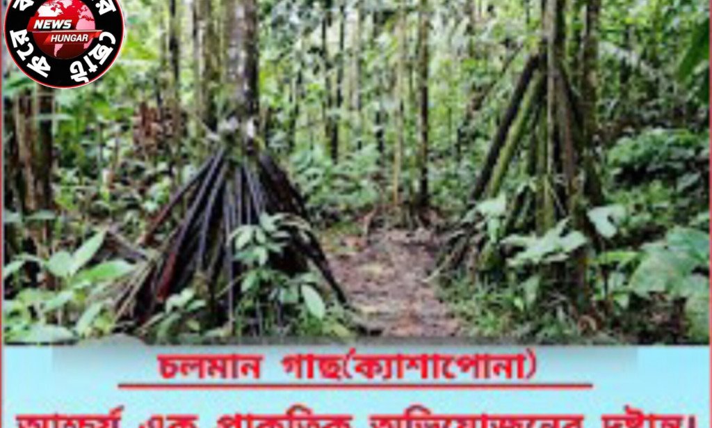 চলমান গাছ(ক্যাশাপোনা)