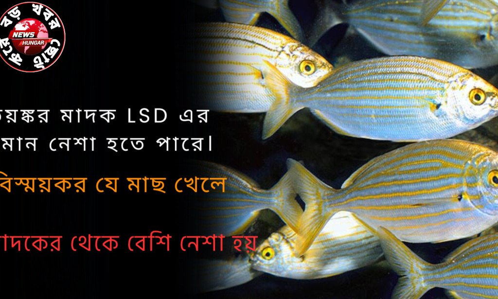মাদকের থেকে বেশি নেশা হয় বিস্ময়কর যে মাছ খেলে!