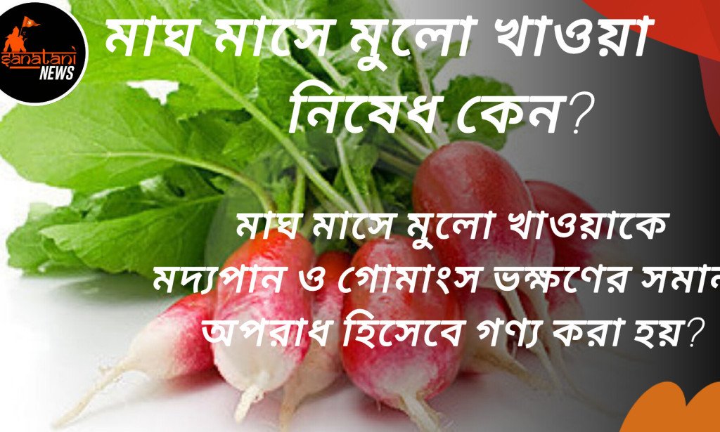 মাঘ মাসে মুলো খাওয়া নিষেধ কেন?